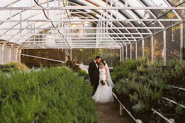 Invernaderos / boda