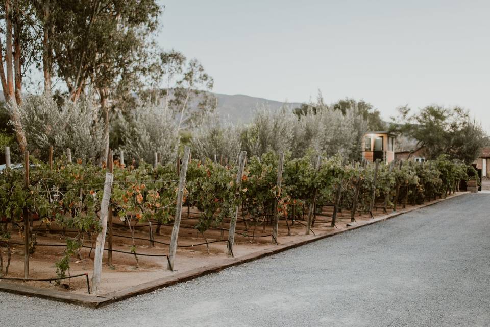 Valle de Guadalupe / L86