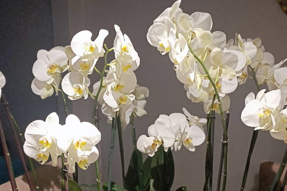 Centros de mesa con orquídeas