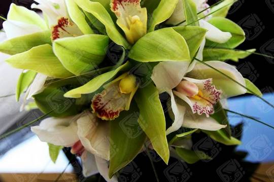 Variedad de diseños