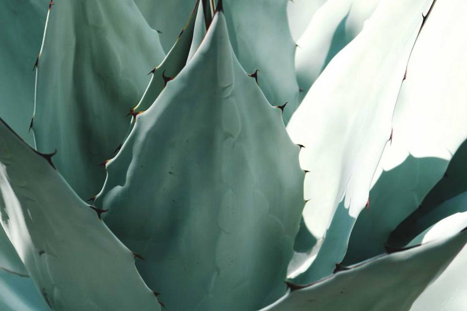 Magueyes silvestres