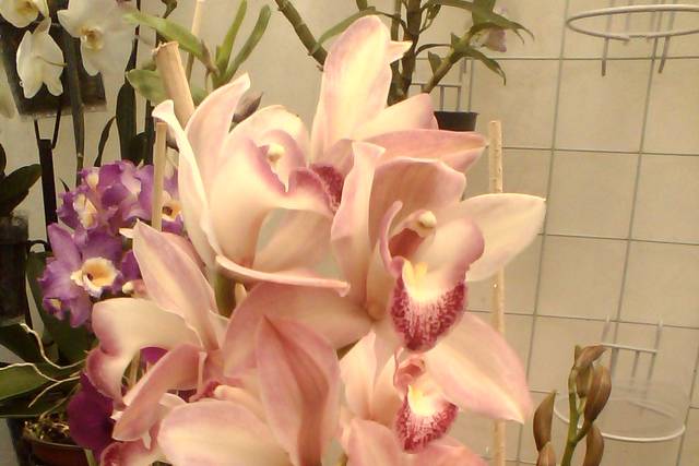 Flores de orquídea cymbidium