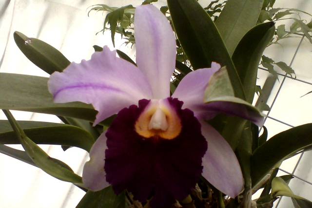 Orquidea Cattleya