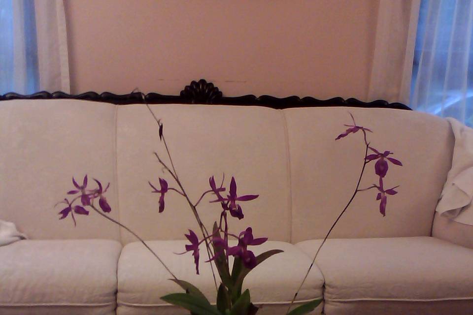 Orquídea Barkeria