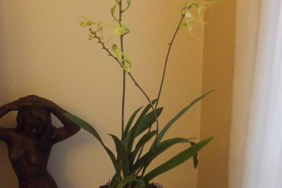 Orquídea brassia verrucosa