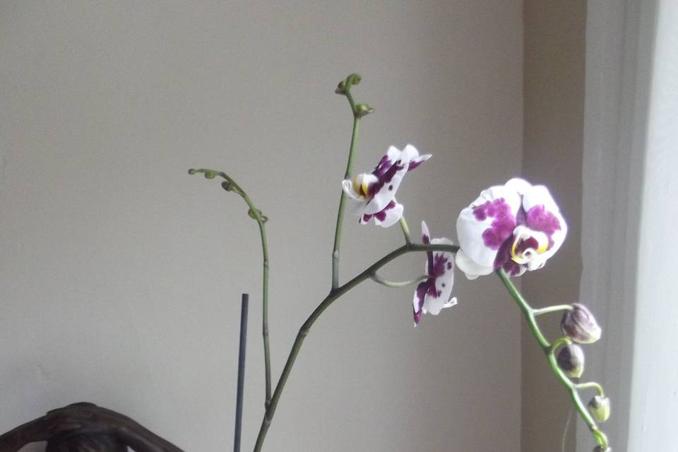 Arreglo con flor de orquídea