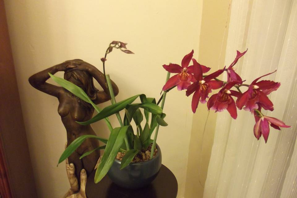 Phalaenopsis miniatura