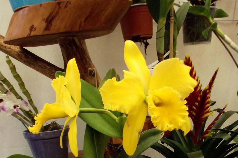 Orquidea Cattleya