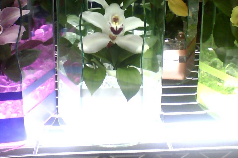 Arreglo con orquídeas blancas