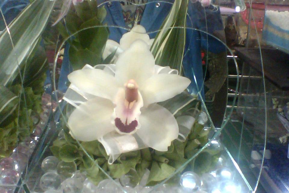 Orquídea cattleya