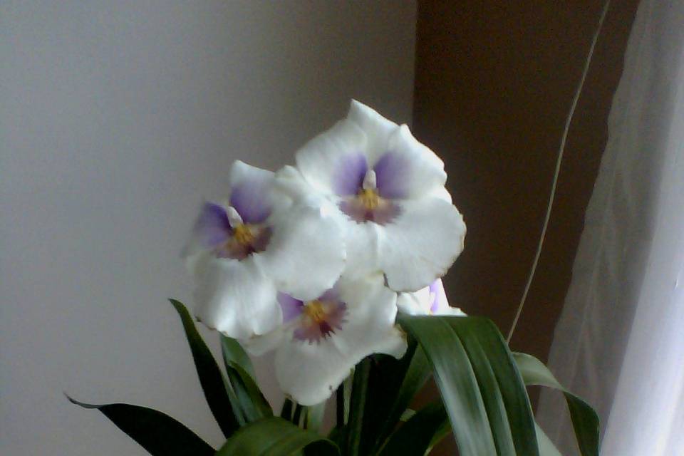 Orquídea Wilsonara