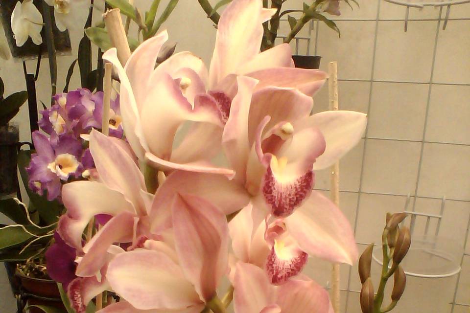 Flores de orquídea cymbidium