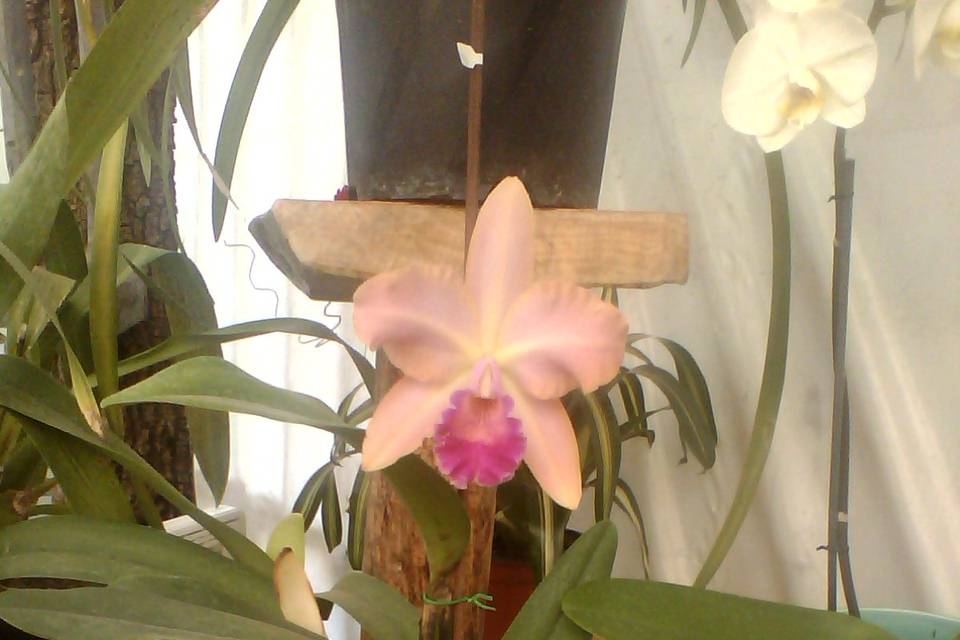 Orquidea Cattleya