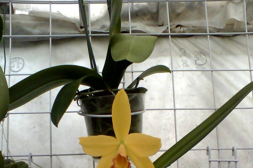 Orquidea Epicattleya