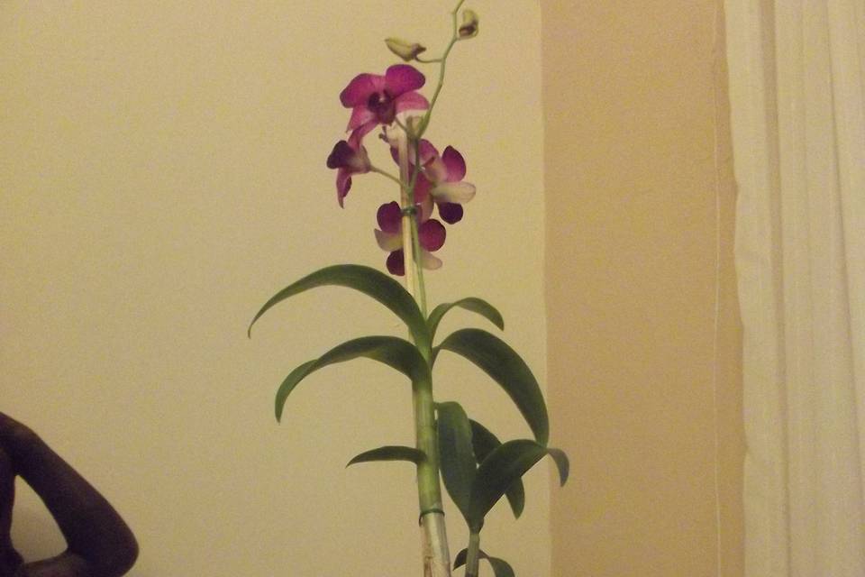 Orquídea dendrobium phal