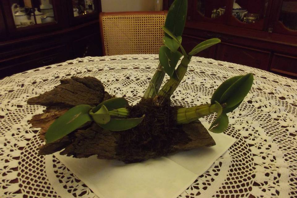 Orquídea montada en tronco