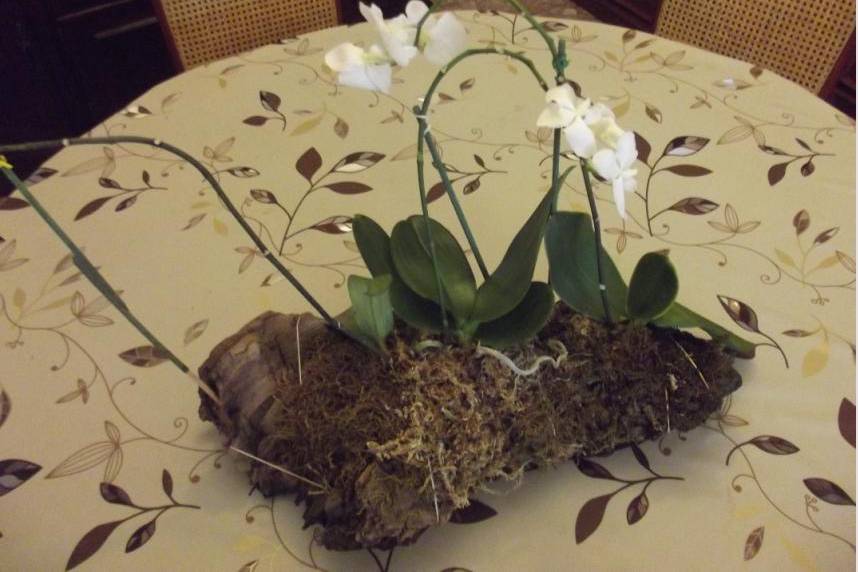 Orquídea con aroma a coco
