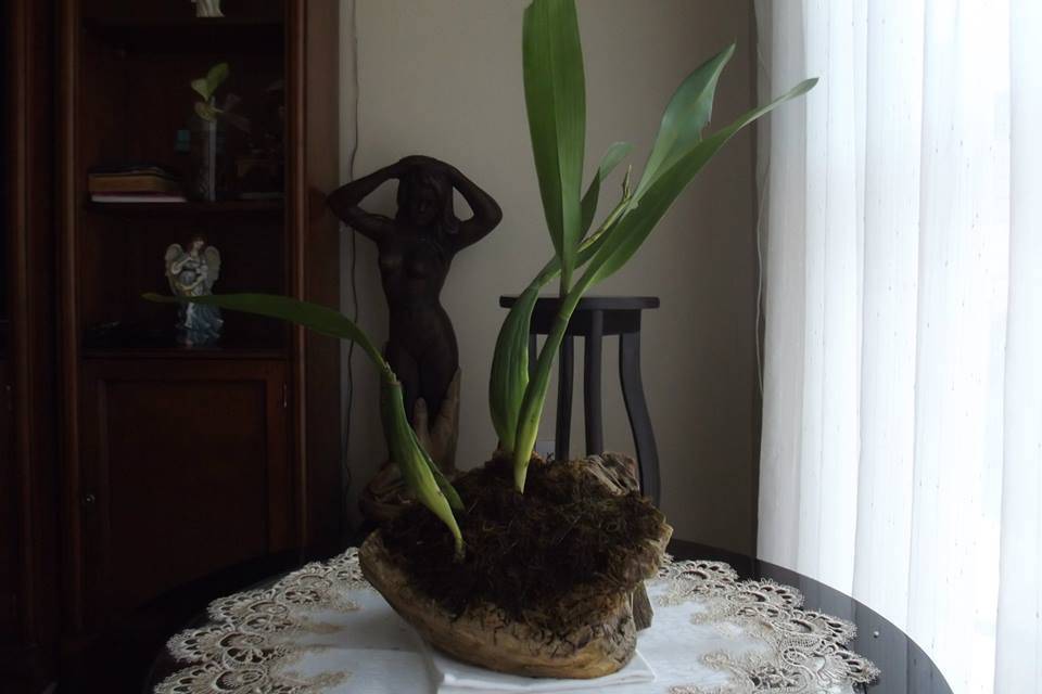 Orquídea pulpo