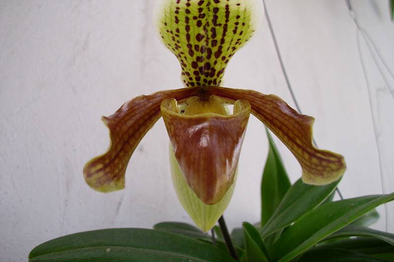 OrquiTerra