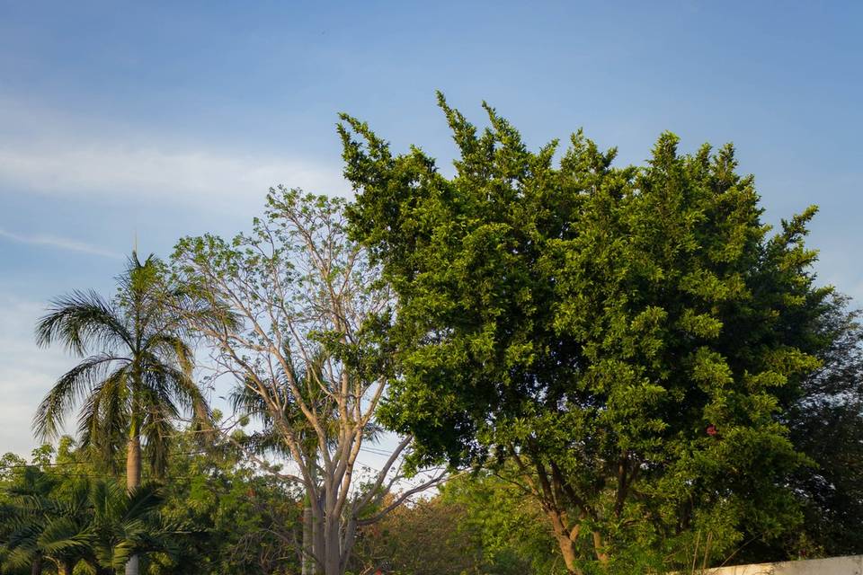 Jardin izquierdo.