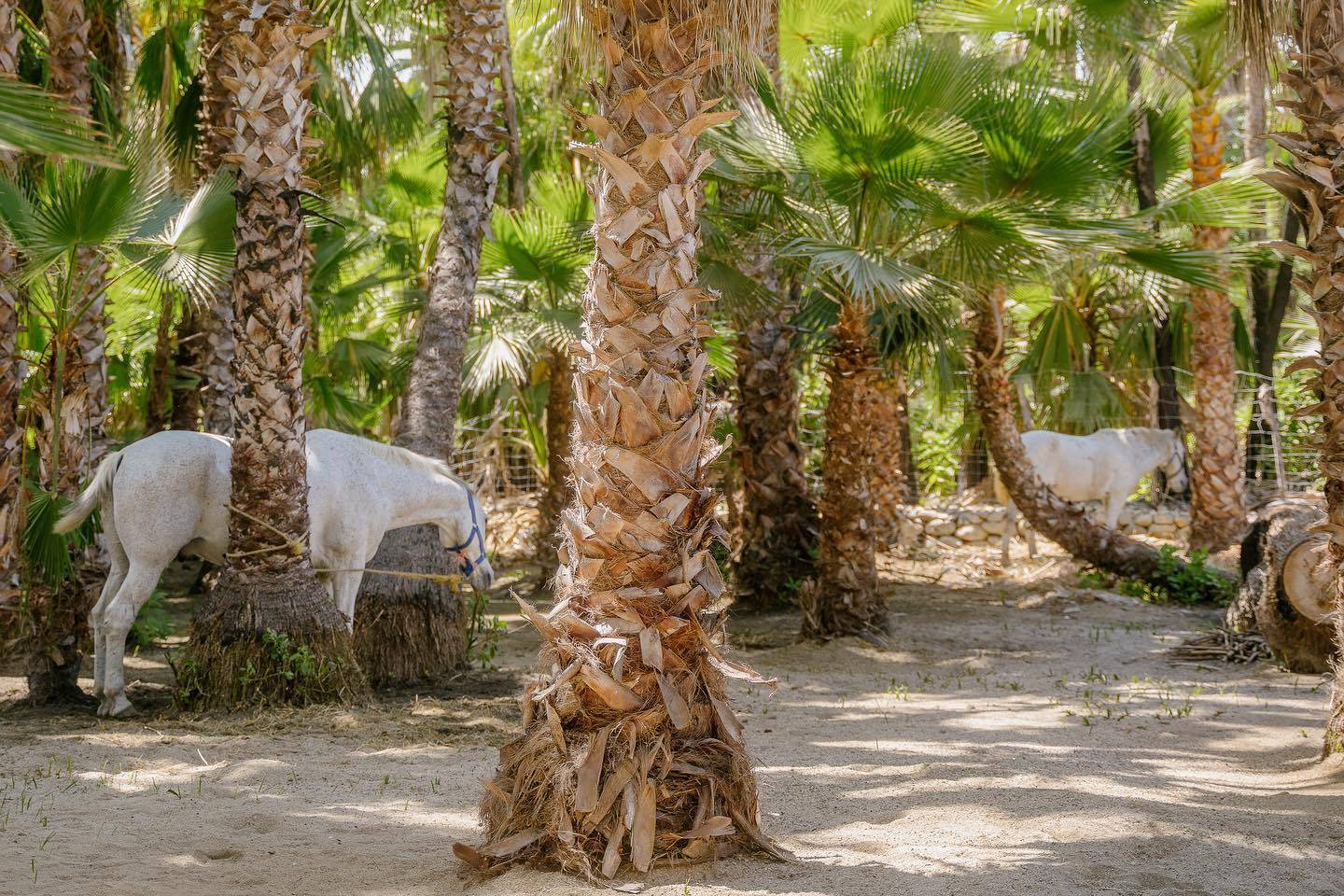 El Corazon Ranch Rancho Corazón - Consulta disponibilidad y precios