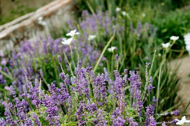 Lavanda