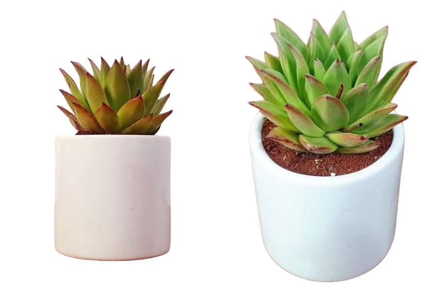 Suculentas para regalo