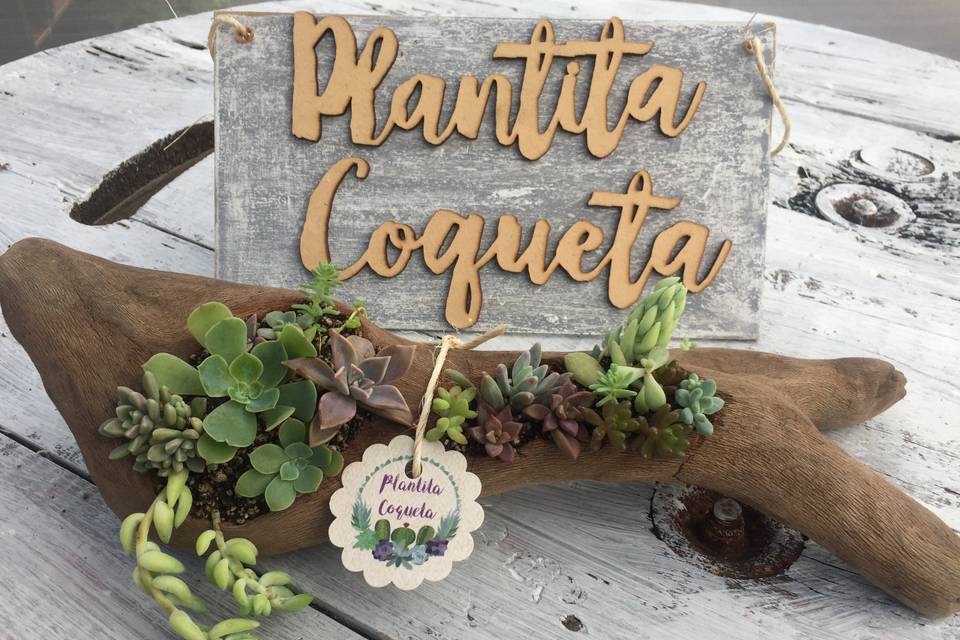 Plantita Coqueta