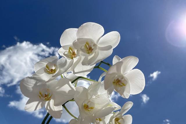 Flores de alta gama