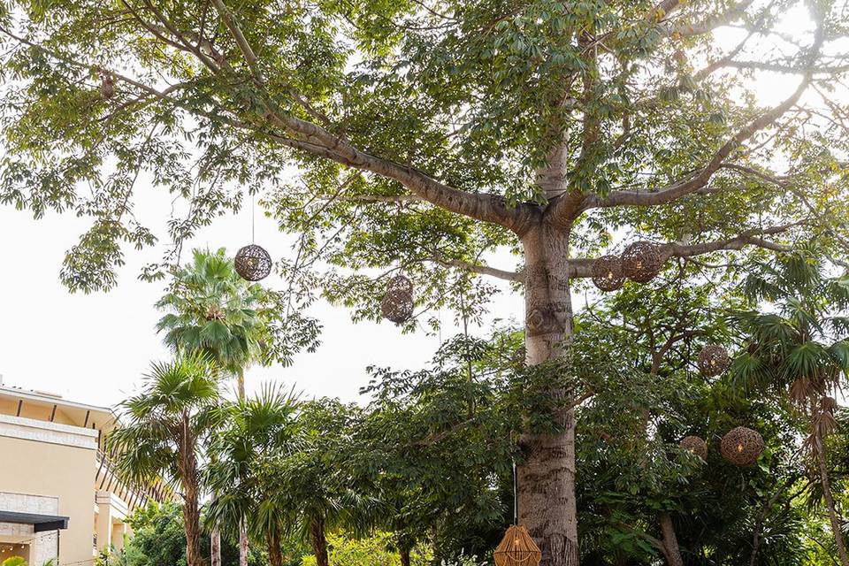 Ceiba