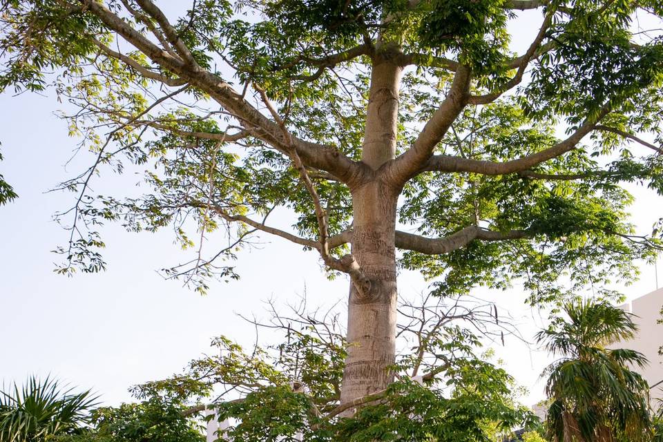 Ceiba