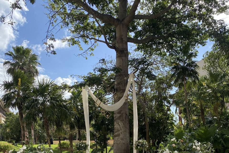 Ceiba