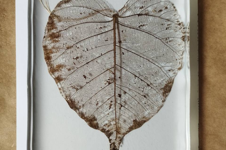 Naturaleza encapsulada