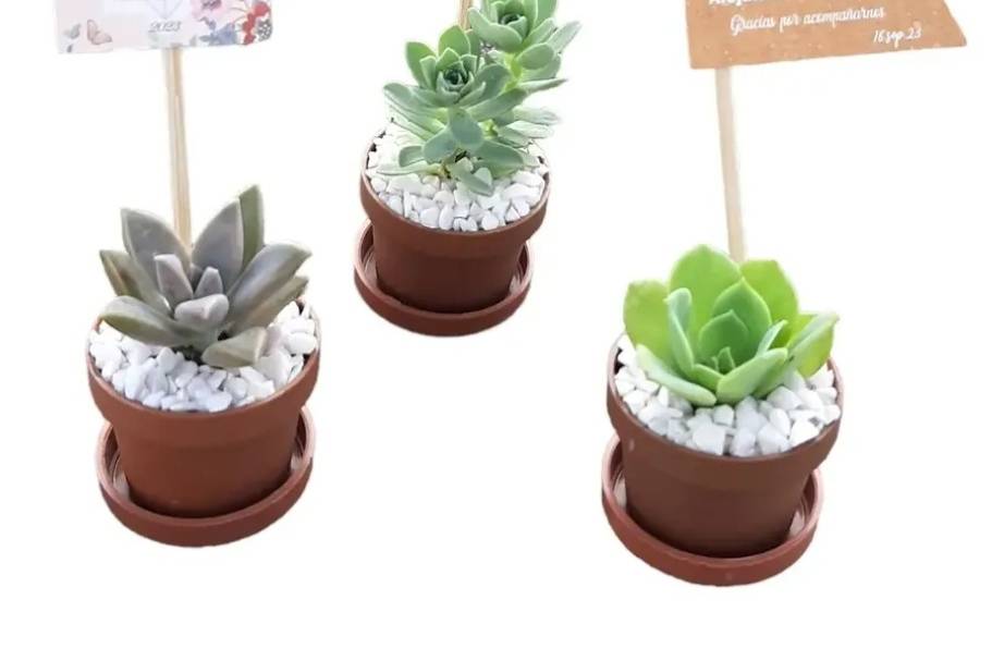 Mini suculentas 1.5