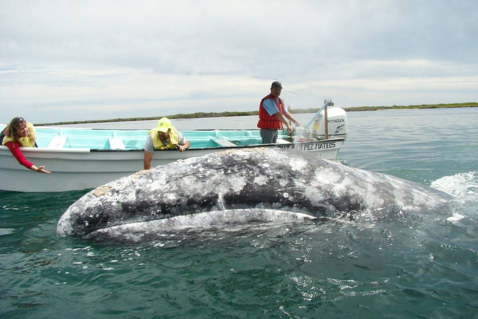 Ballena Gris