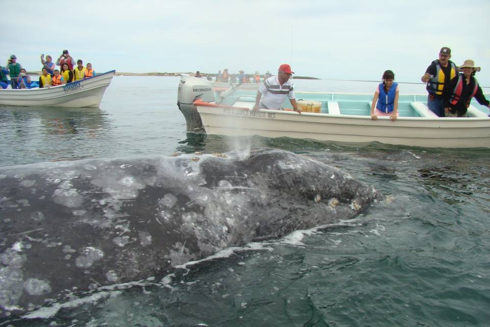 Ballena Gris