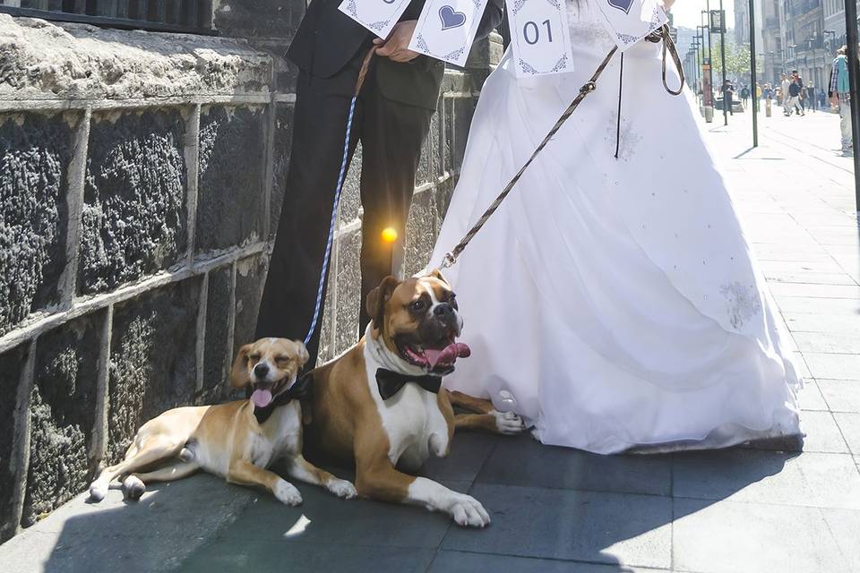 Trash the dress