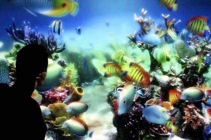 Acuario virtual en pared