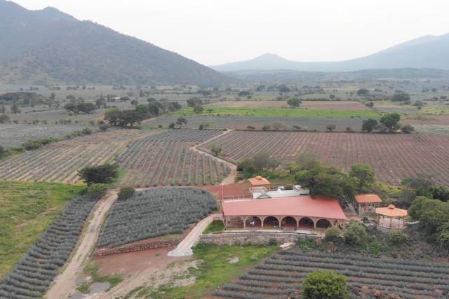 Hacienda El Pedregal Agavero