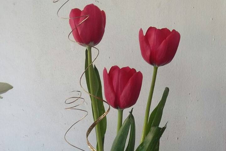 Centro de tulipanes