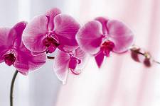 Decoflor