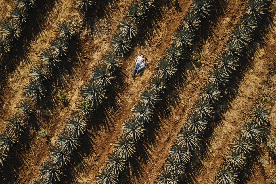 Sesión en agaves