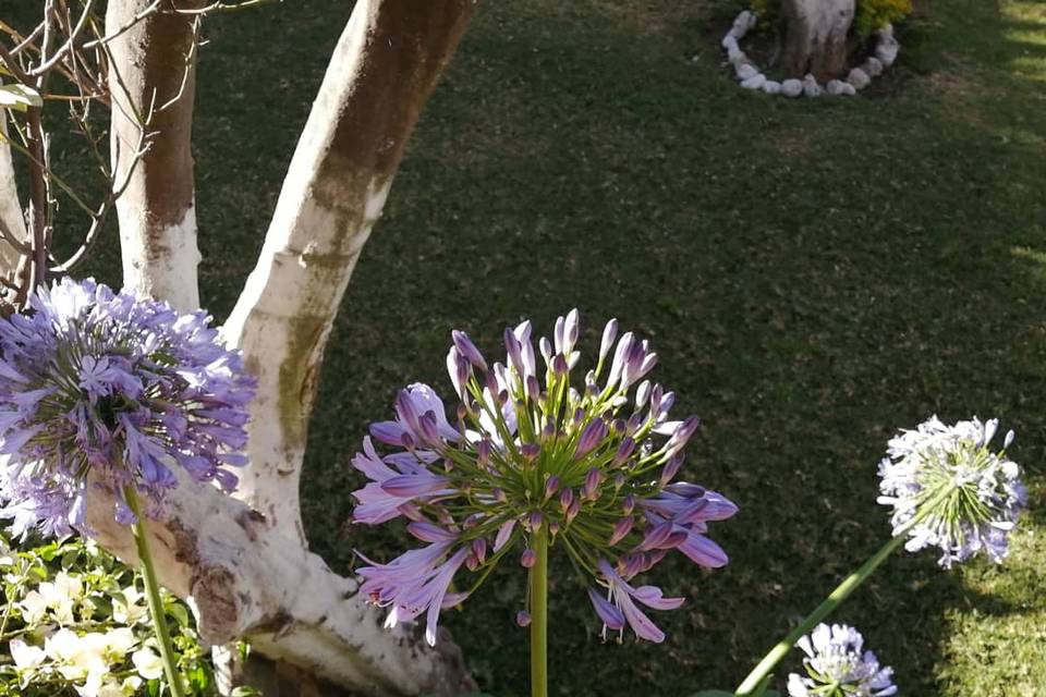 Los Agapandos del Jardín