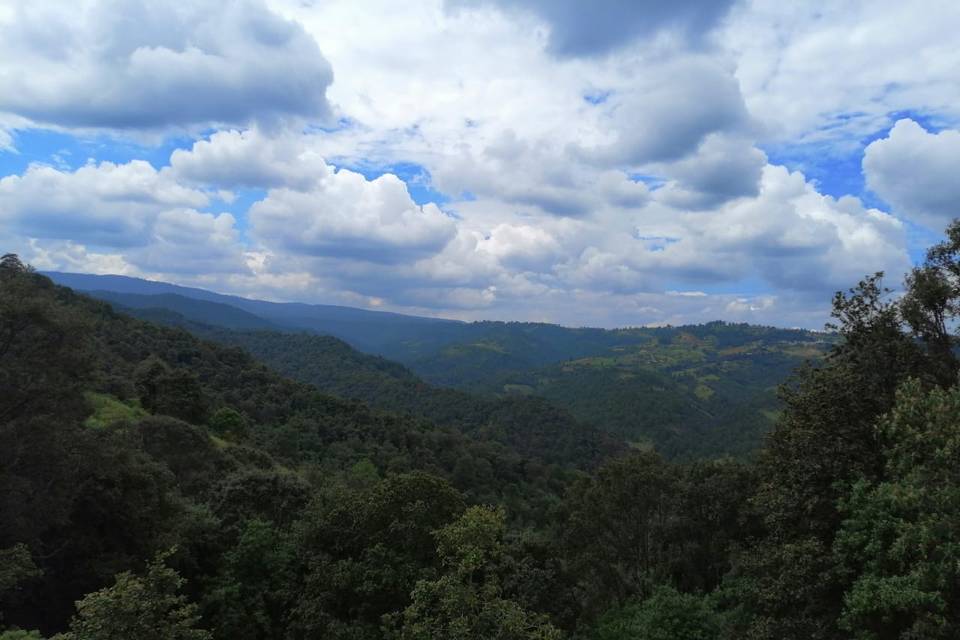 Vista hacia el bosque