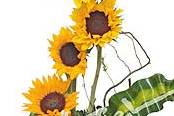 Girasoles
