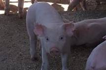 Lechón para eventos