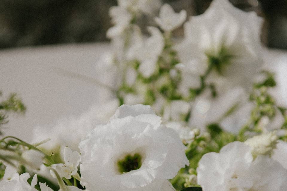 Ranunculus blancos