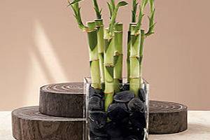 Plantas