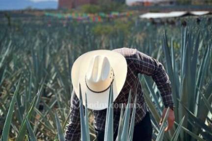 Tours en Tequila y Jalisco