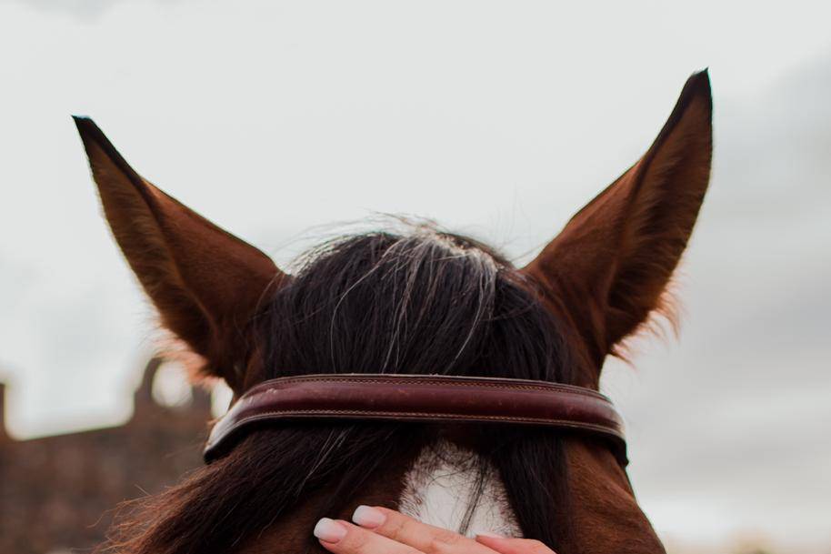 Caballos